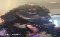 Doxiepoo dogs for sale: Doxipoos puppies mega curly and suited  - Image 8