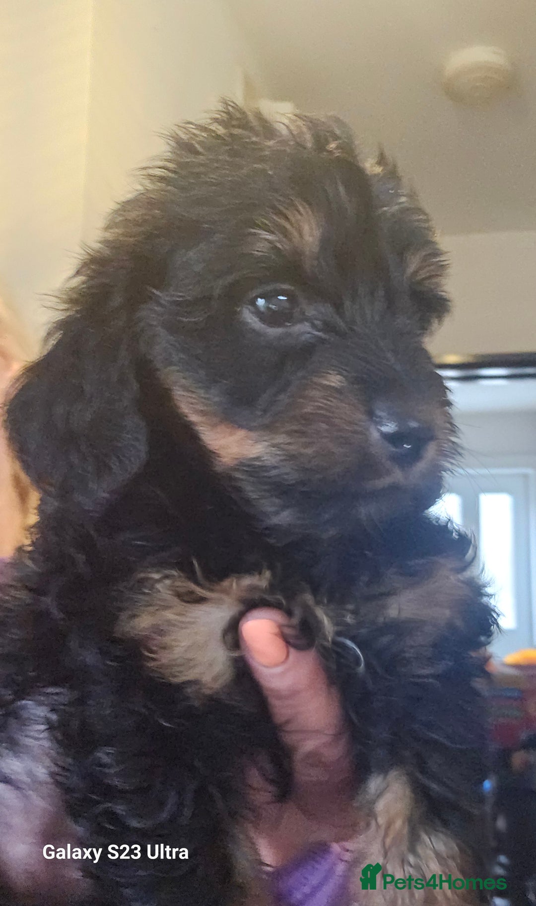 Doxiepoo dogs for sale: Doxipoos puppies mega curly and suited  - Image 8