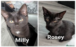 Ragdoll cats for sale: Ragdoll cross breed  - Image 1