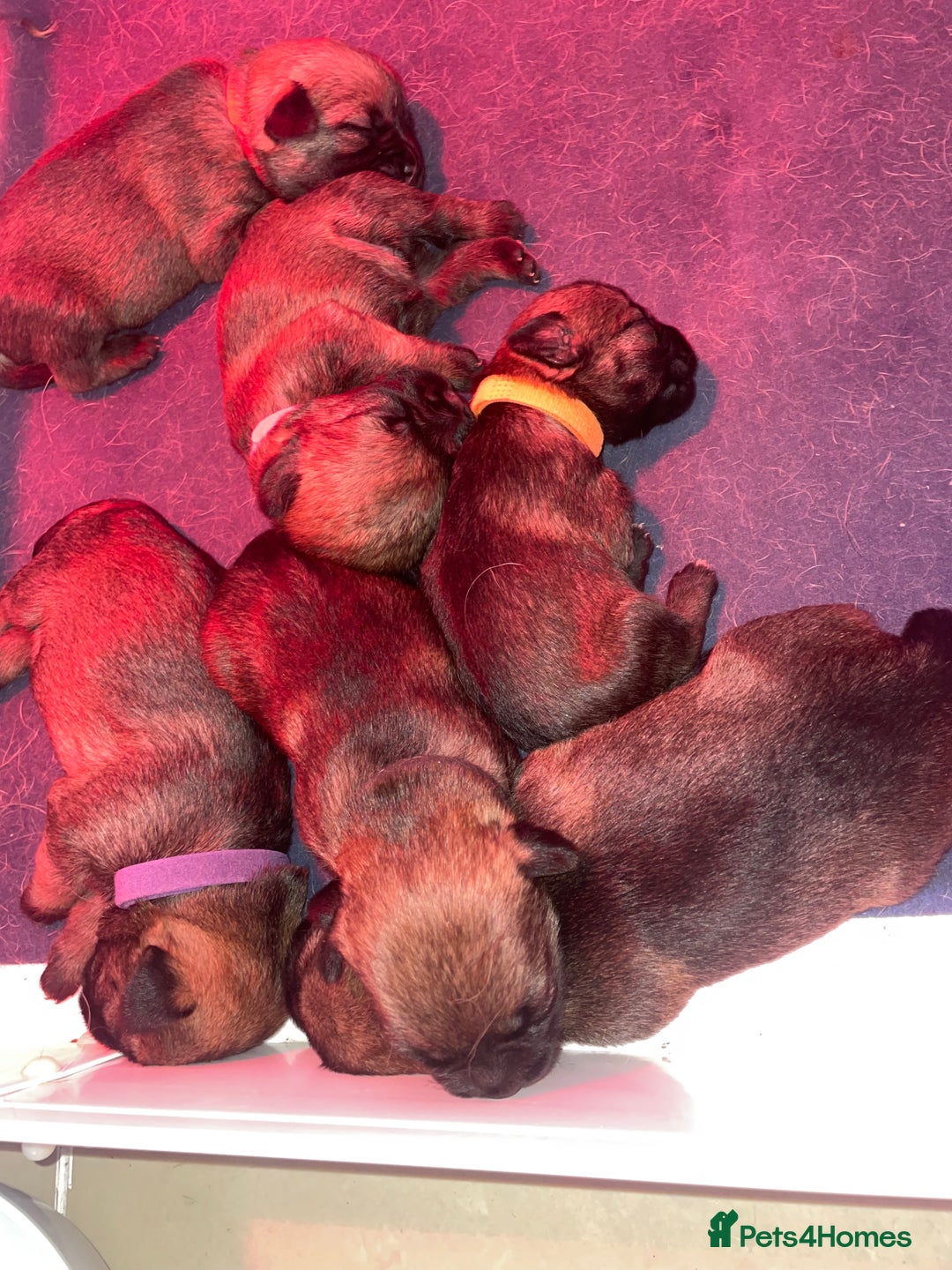 Border Terrier dogs for sale: Pedigree slem clear border terrier - Image 7