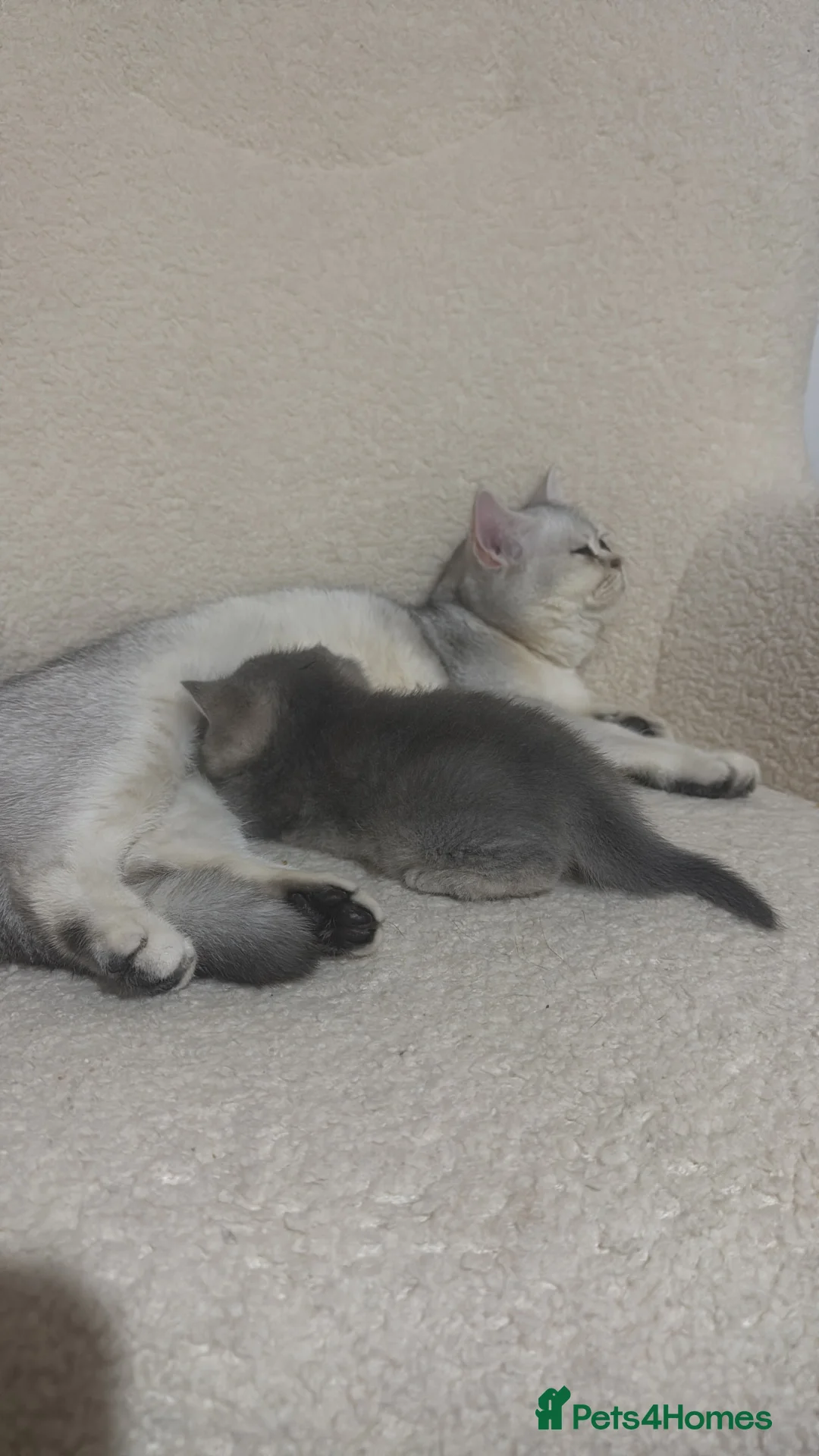 British Shorthair cats for sale: British shorthair female kitten - Advert 5