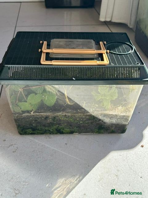 Stick Insects invertebrates Indian Stick Insect Colony inc Terrarium - Advert 1