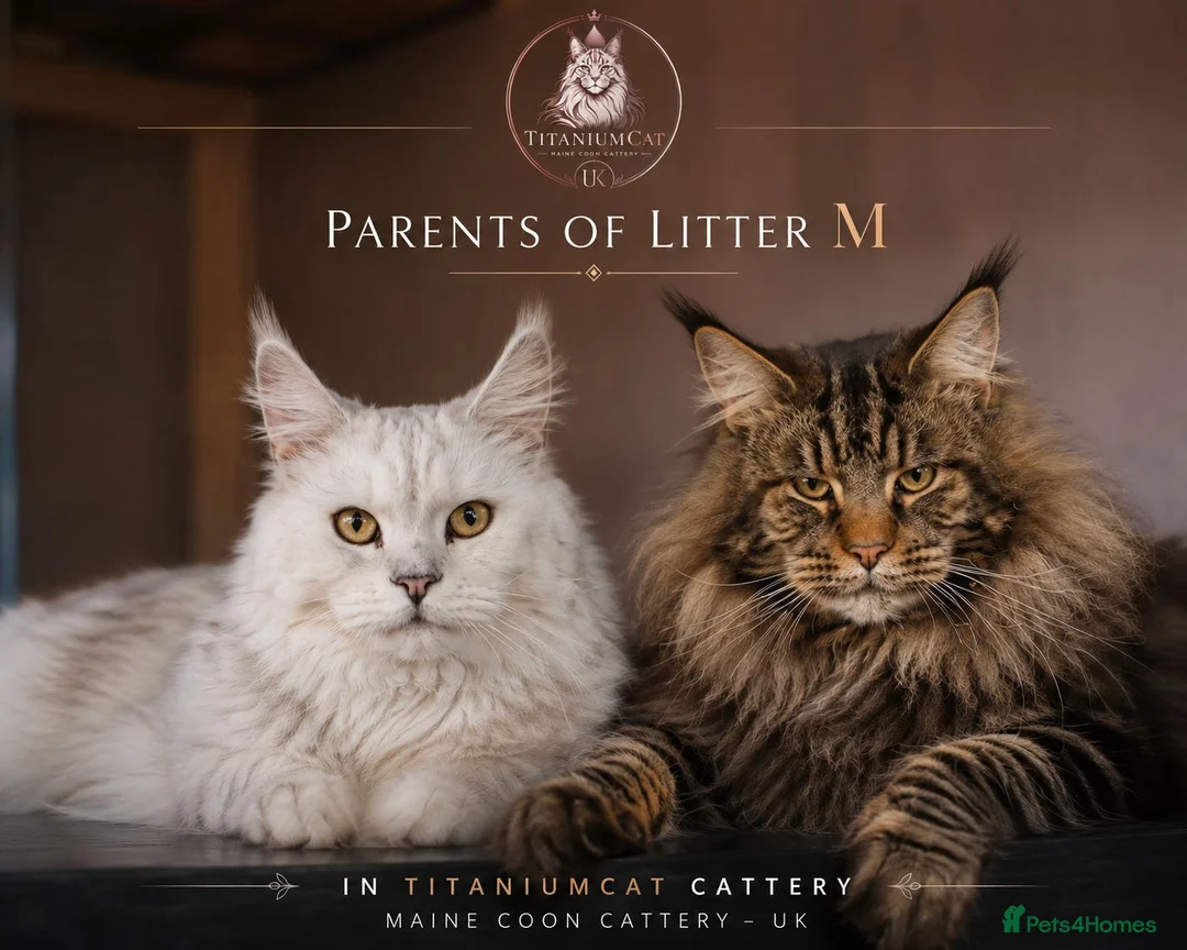 Maine Coon cats for sale: Pure Maine coons kittens ❤️❤️  - Advert 1