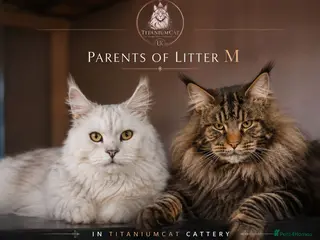 Maine Coon cats Pure Maine coons kittens ❤️❤️ - Advert 1