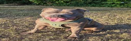 Staffordshire Bull Terrier dogs for stud: STUD 7th GEN BLUE STAFF LOKI IS READY TO BREED - Advert 7