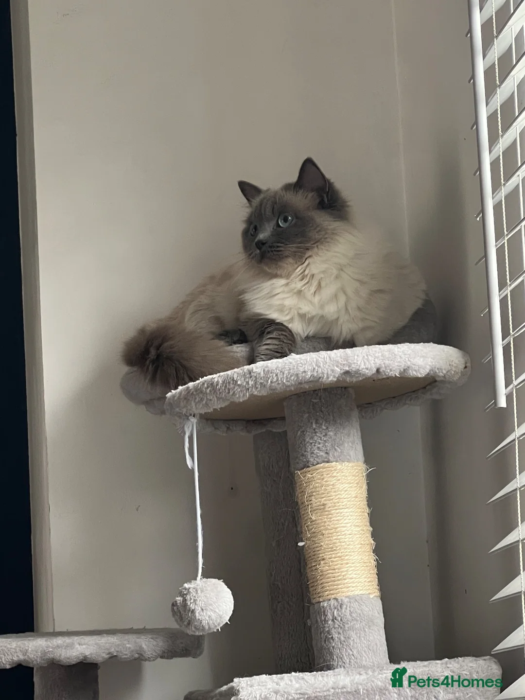 Ragdoll cats for sale: GCCF Ragdoll Kittens - Advert 1
