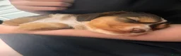 Cocker Spaniel dogs for sale: Stunningly beautiful spaniels  - Advert 16