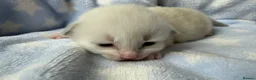 Ragdoll cats for sale: Stunning Ragdoll kittens Blue & Lilac Mitted boys  - Advert 12