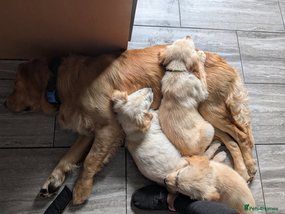 Golden Retriever dogs for stud: KC health and hip check golden retriever  - Image 4
