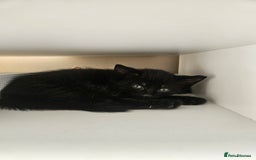 Mixed Breed cats for sale: 🐾 6 Adorable Kittens Looking for Loving Homes!  - Image 14