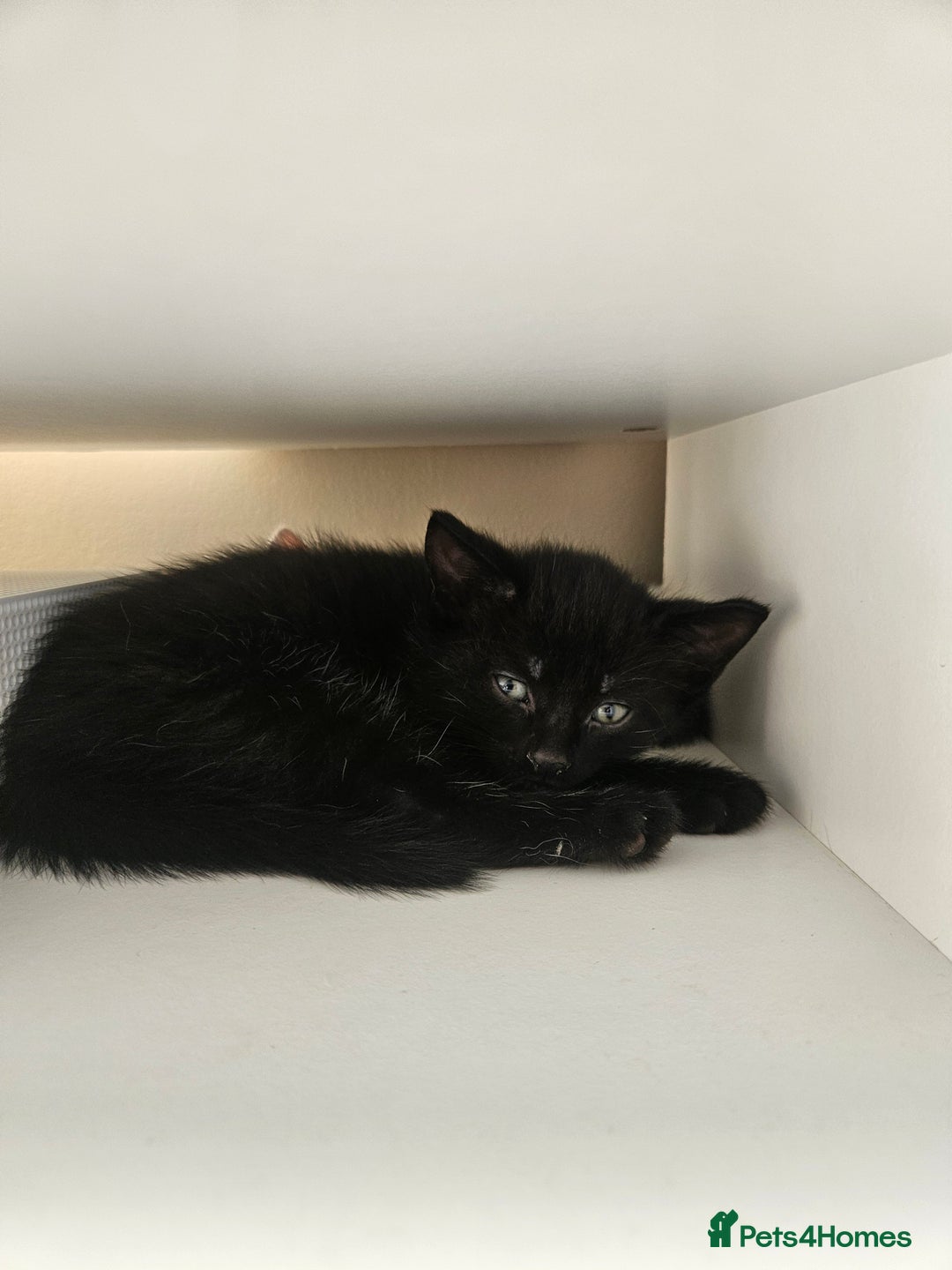 Mixed Breed cats for sale: 🐾 6 Adorable Kittens Looking for Loving Homes!  - Image 14