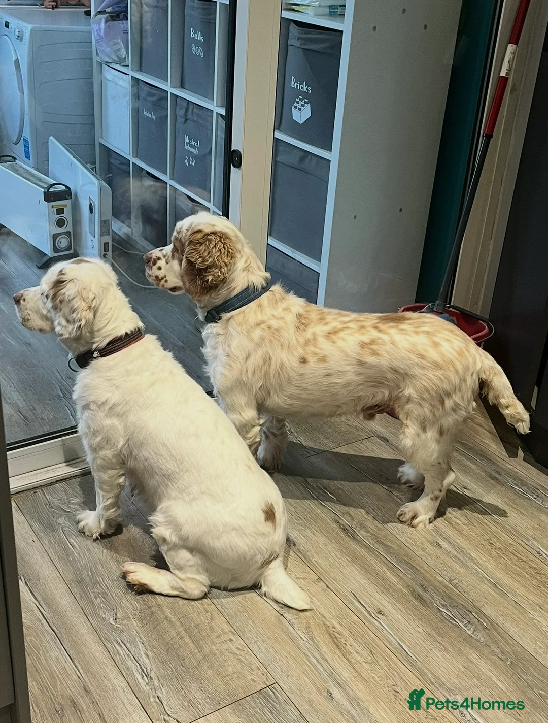 Clumber Spaniel dogs for sale: Kc registered Clumber spaniel pups - Advert 2