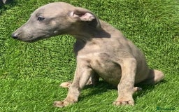 Whippet dogs for sale: Kc whippet pups  - Image 22