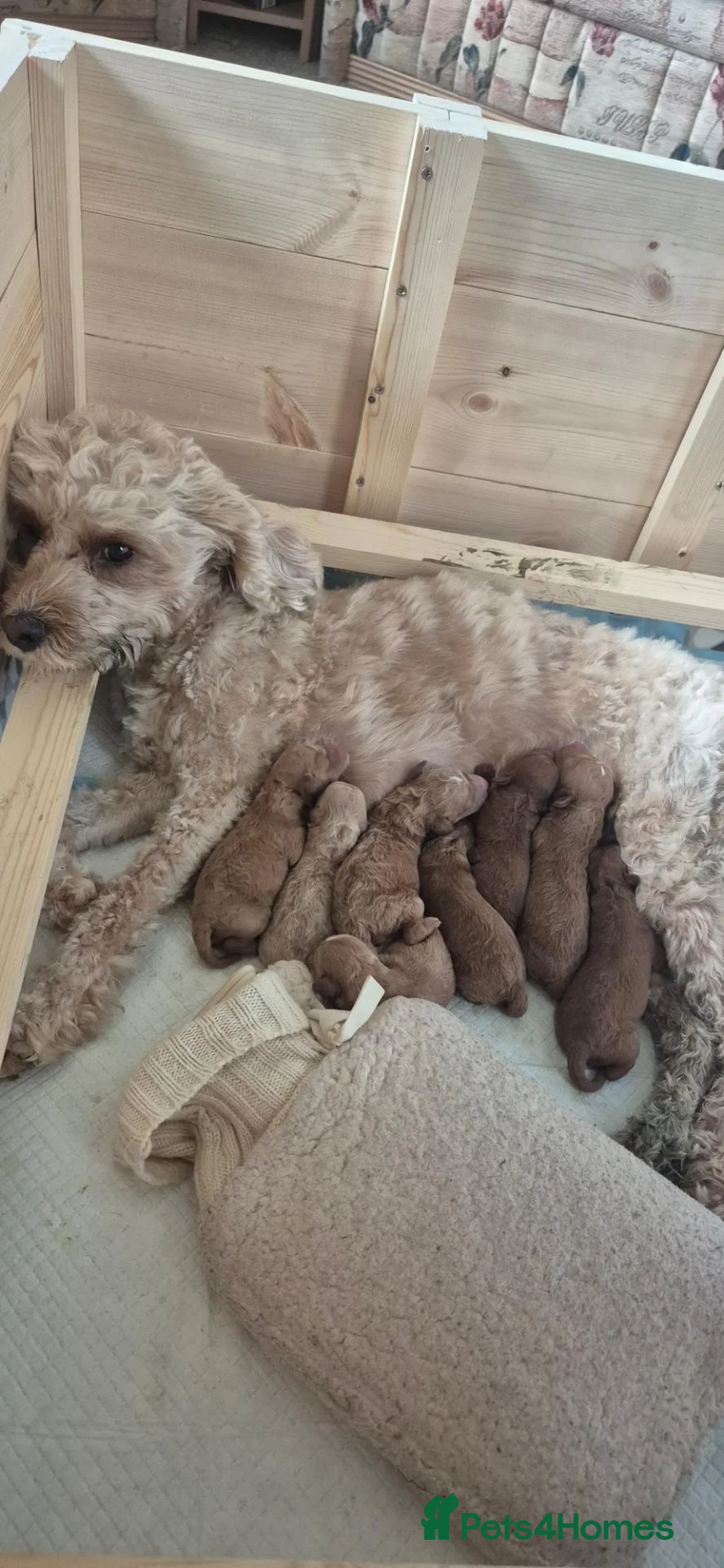 Cavapoo dogs for sale: Cavapoo F1b - Advert 2