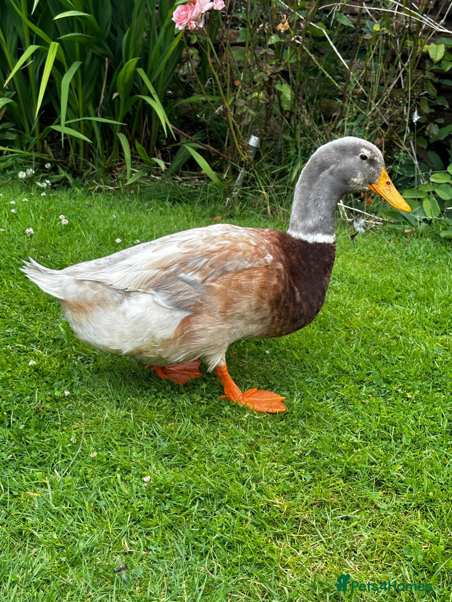 Ducks poultry Saxony Drake - Advert 1
