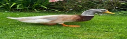 Ducks poultry for sale: Saxony Drake - Advert 1