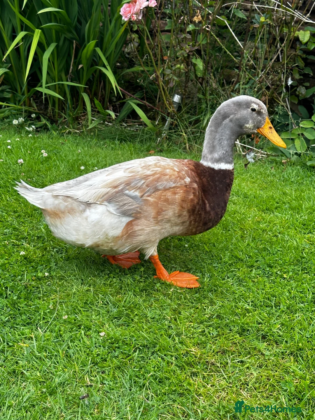 Ducks poultry for sale: Saxony Drake - Advert 1