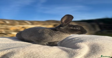 Rex rabbits - Advert 11