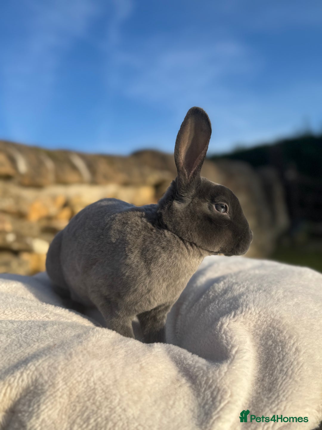 Rex rabbits for sale: Gorgeous Blue VM Mini Rex  - Image 3
