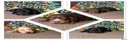 Cocker Spaniel dogs for stud: COCKER SPANIEL (Show) STUD - Advert 6