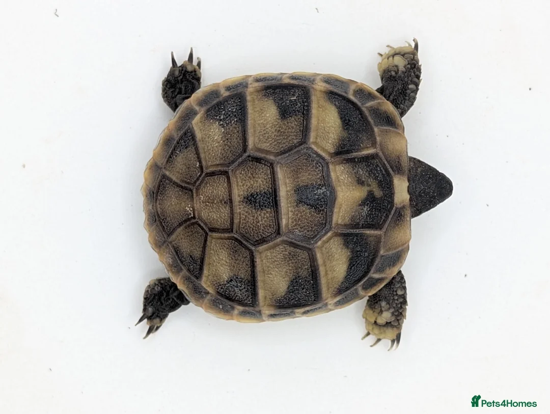 Hermann Tortoise reptiles for sale: Captive Bred Hermanns Tortoise in Ringwood - Advert 8