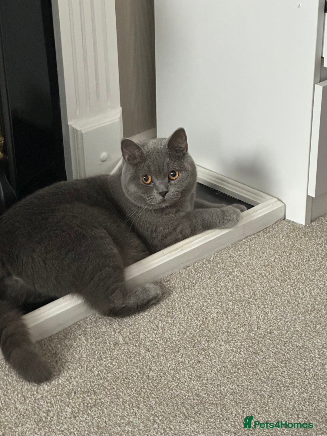 British Shorthair cats for sale: 4 BIG Boys ,British Shorthair Kittens 🐱  - Advert 1