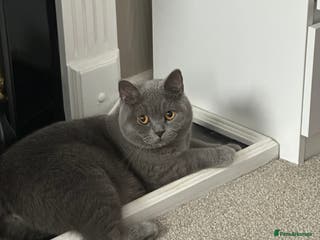 British Shorthair cats 4 BIG Boys ,British Shorthair Kittens 🐱 - Advert 5
