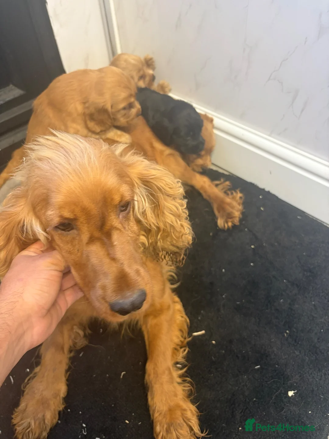 Cocker Spaniel dogs for sale:  SHOW TYPE cocker spaniels puppies  - Advert 4