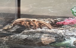 Tarantulas invertebrates for sale: Female Chile Rose 🌹  - Image 2