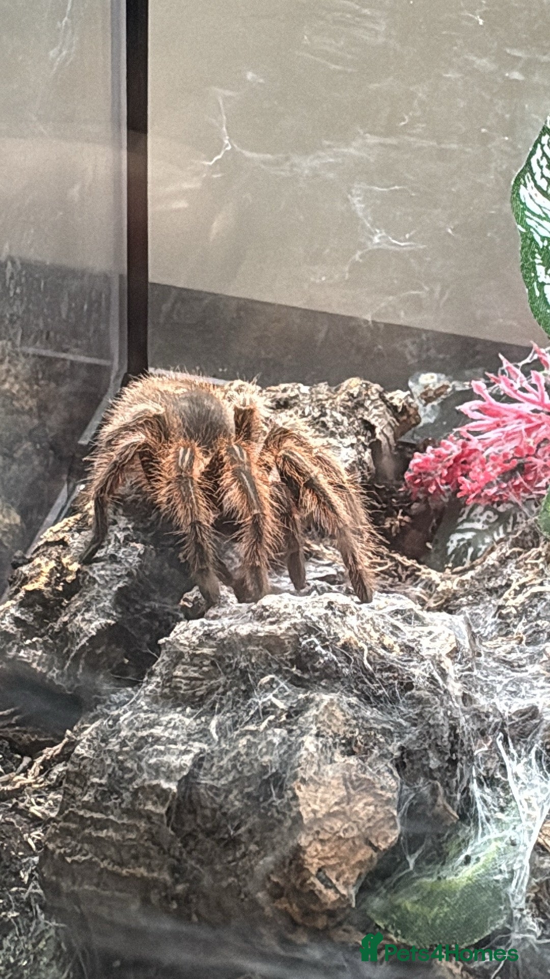 Tarantulas invertebrates for sale: Female Chile Rose 🌹  - Image 2