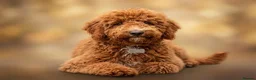 Goldendoodle dogs for sale: F1bb goldendoodle puppies  - Advert 2