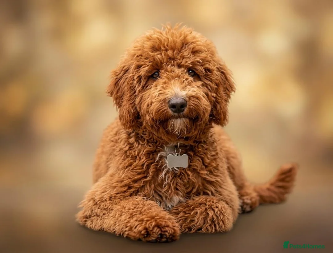 Goldendoodle dogs for sale: F1bb goldendoodle puppies  - Advert 2