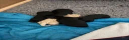 Labrador Retriever dogs for sale: Waiting List Now Open for Exceptional Litter - Advert 10