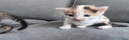 Mixed Breed cats for sale: 5 gorgeous kittens  in Westbury - Advert 5