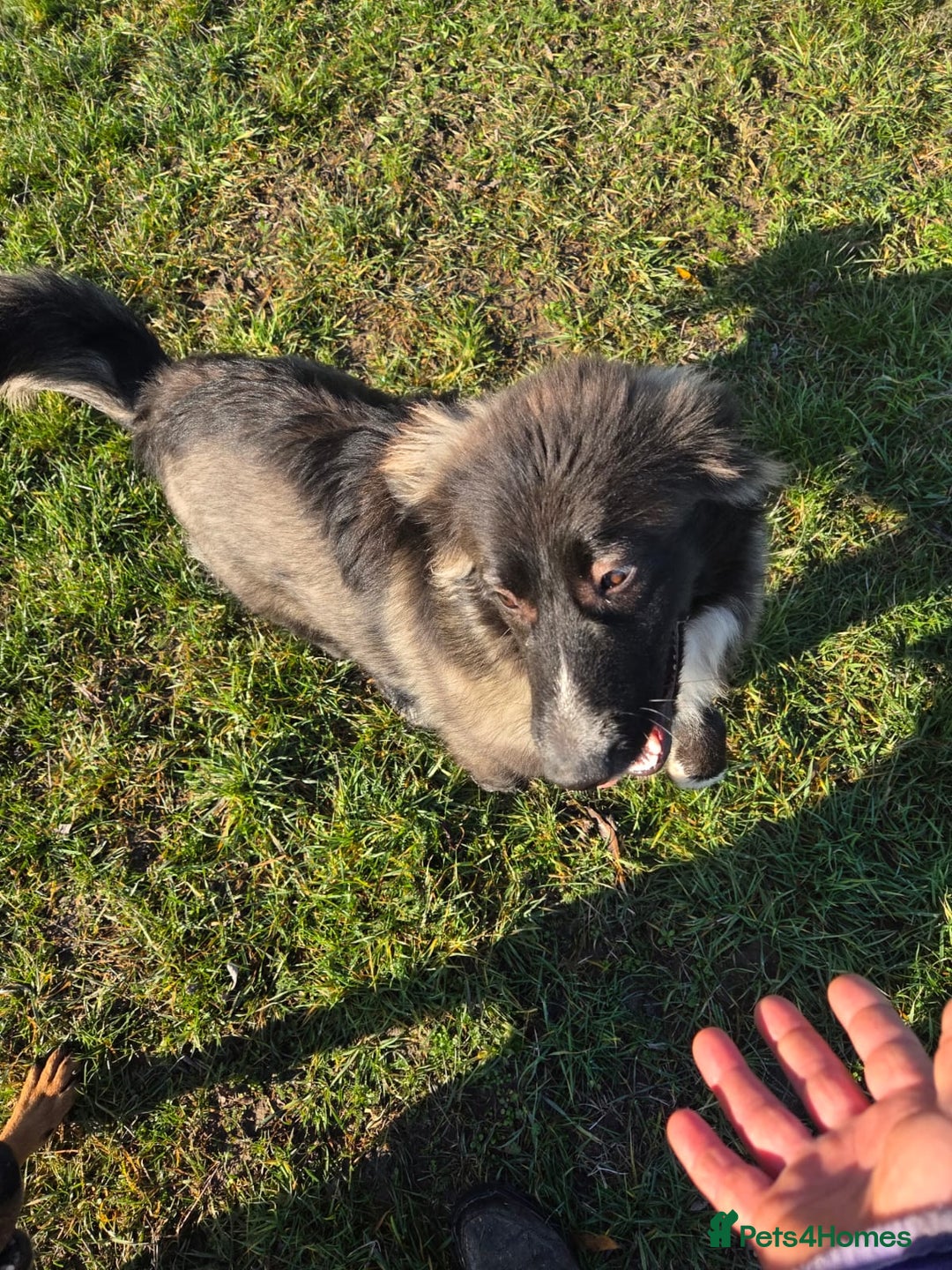 Mixed Breed dogs for adoption: 🐾 BELLA – A Brave Heart Ready to Love Again 💛 - Advert 9