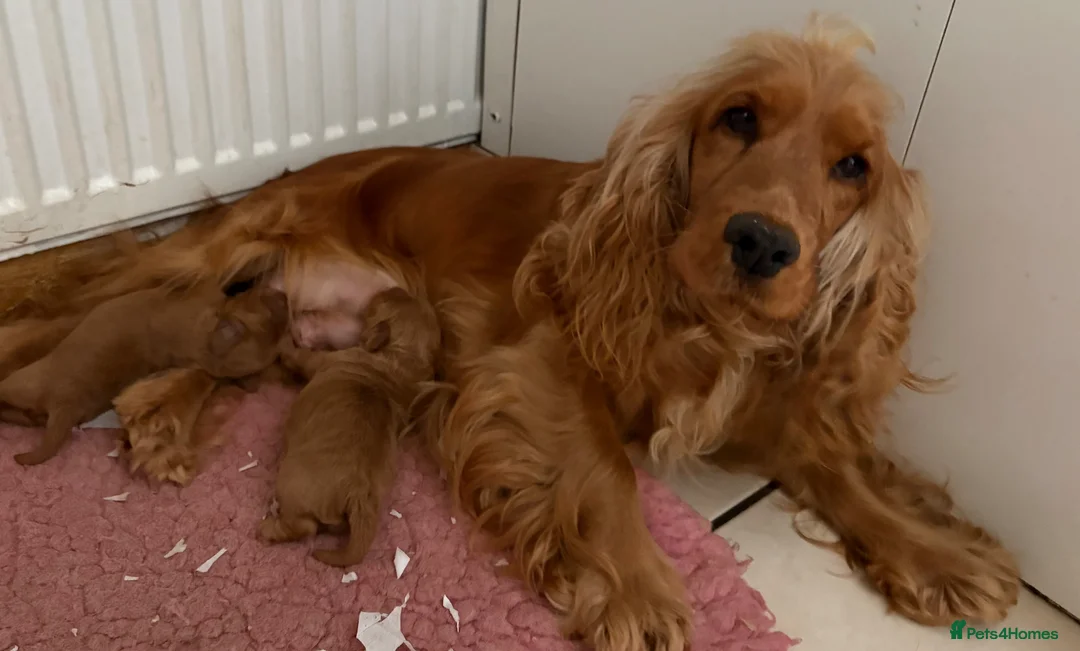 Cockapoo dogs for sale: Miniature Cockapoos - Advert 8