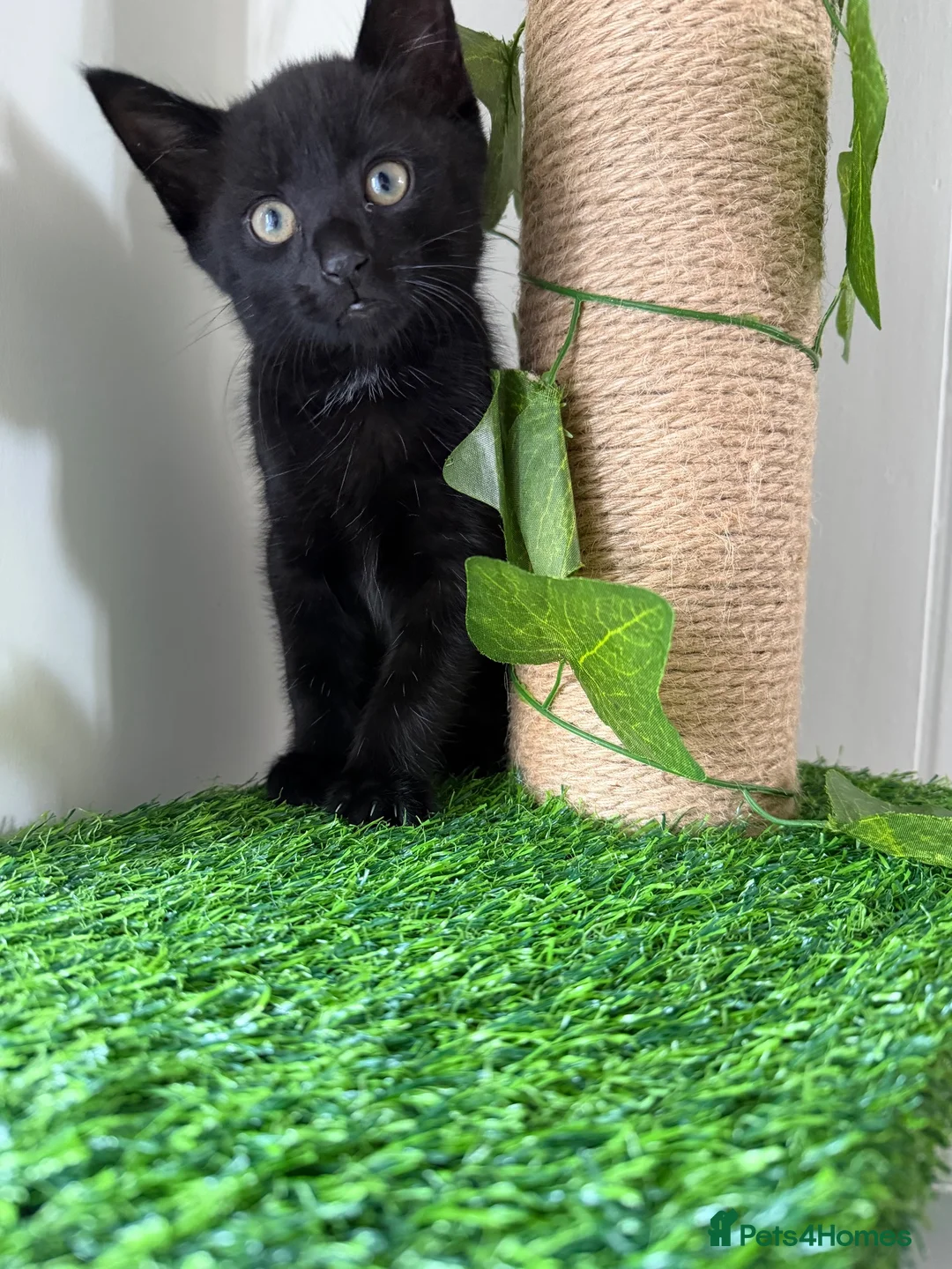 Domestic Shorthair cats for sale: Kittens for sale - Advert 8