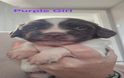 English Springer Spaniel dogs for sale: English Springer Spaniel Puppies  - Image 13