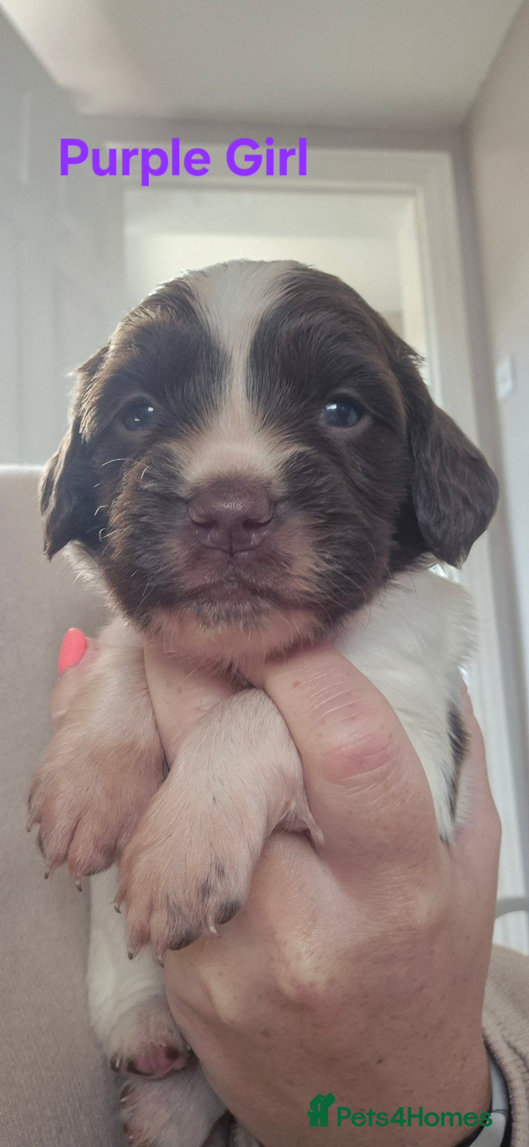 English Springer Spaniel dogs for sale: English Springer Spaniel Puppies  - Image 13