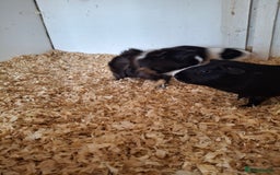 Guinea Pig rodents for sale: Various ages of male guinea pigs  - Image 2