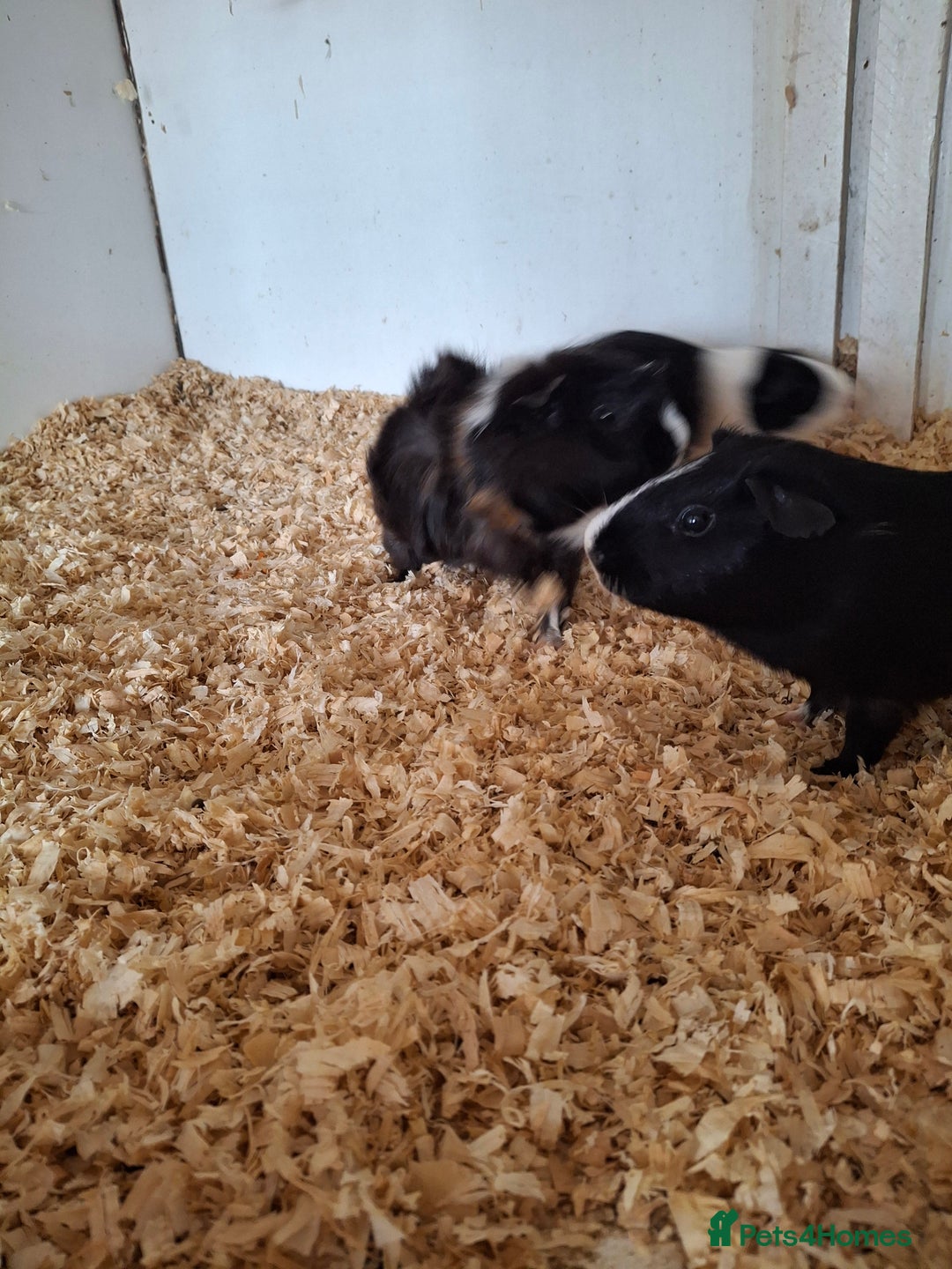 Guinea Pig rodents for sale: Various ages of male guinea pigs  - Image 2