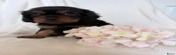 Cavalier King Charles Spaniel dogs for sale: Beautiful Cavalier King Charles puppies - Advert 19