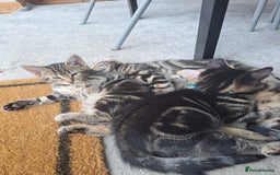 Mixed Breed cats for sale: 5 beautiful kitten ready to go. (Price negotiable) - Image 3