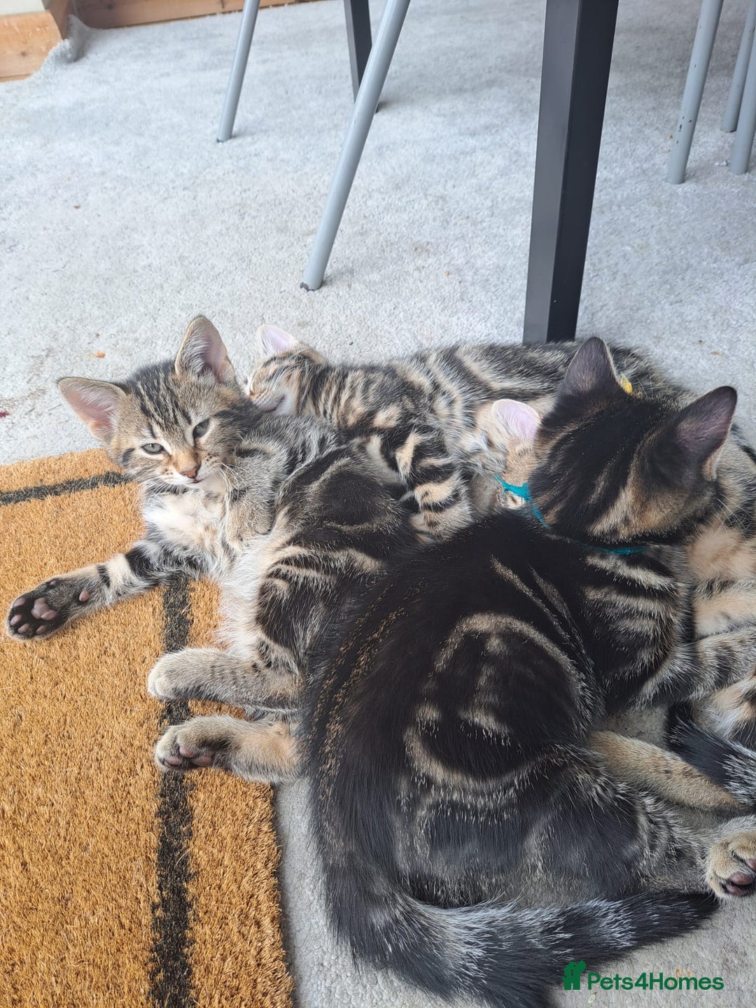 Mixed Breed cats for sale: 5 beautiful kitten ready to go. (Price negotiable) - Image 3