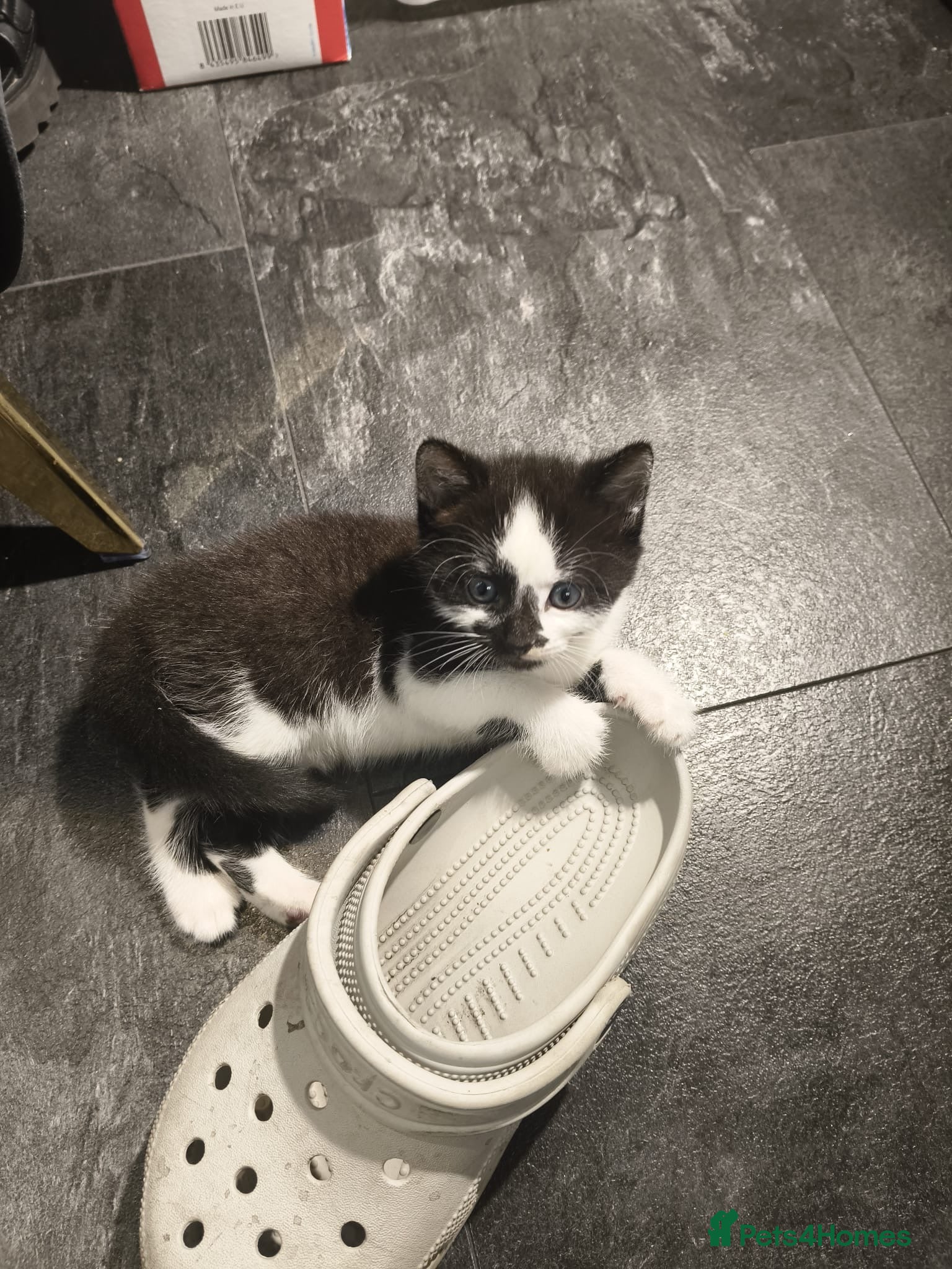 Mixed Breed cats for sale: Gorgeous Tabby Kittens - 3 Left - Advert 4