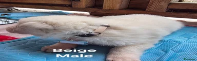 Beige Collar