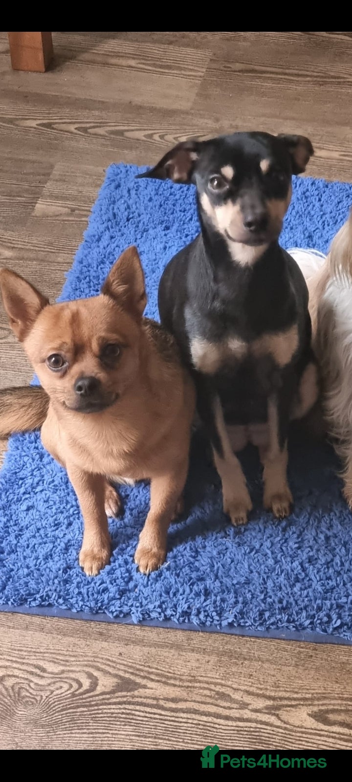 Pomchi dogs Chihuahua x pomchi - Advert 1