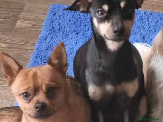 Pomchi dogs Chihuahua x pomchi - Advert 1