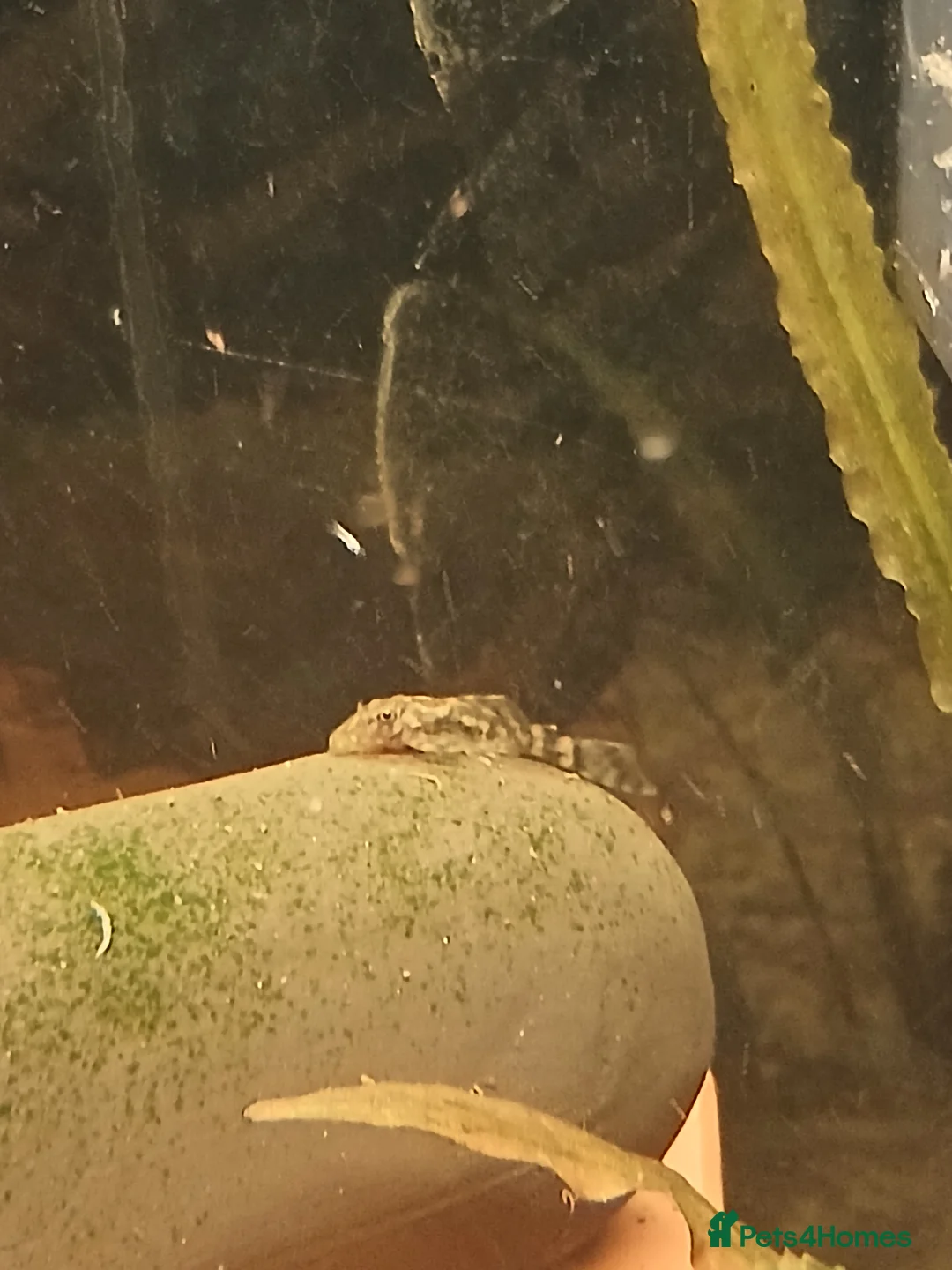 Plecos fish for sale: L528 Rio Paraguay Pleco in Bradford - Advert 2