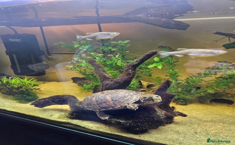 Terrapin reptiles - Advert 1
